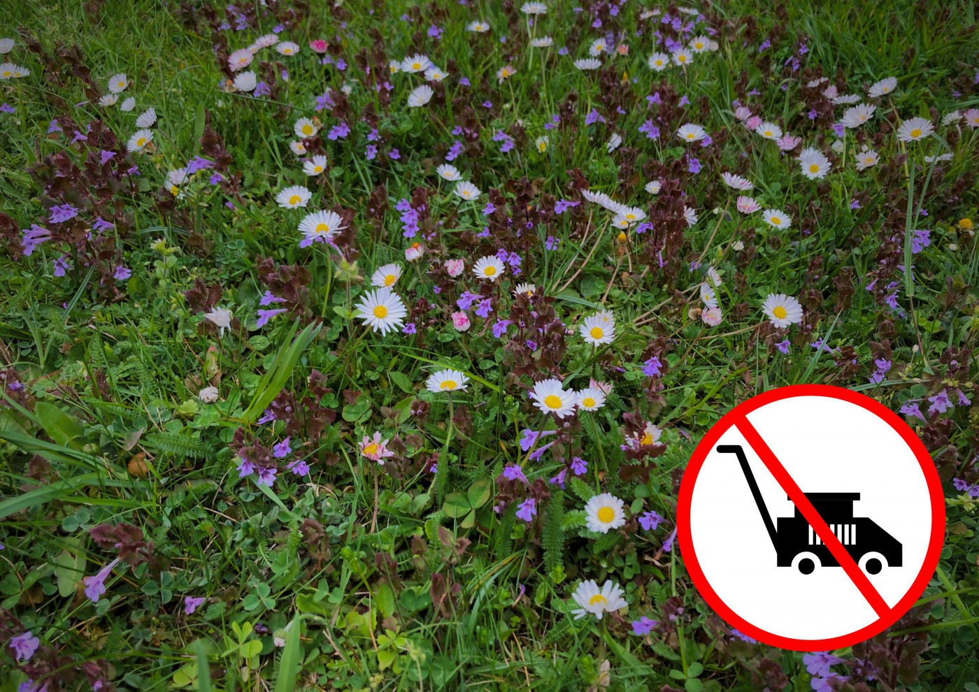 nomowmay foto dieumweltberatung