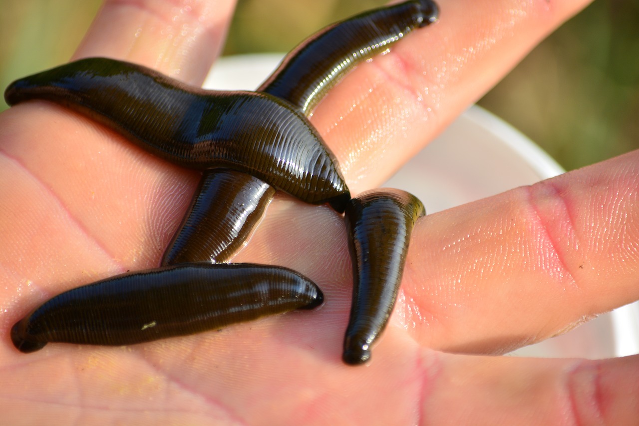 leech g52364f3f3 1280