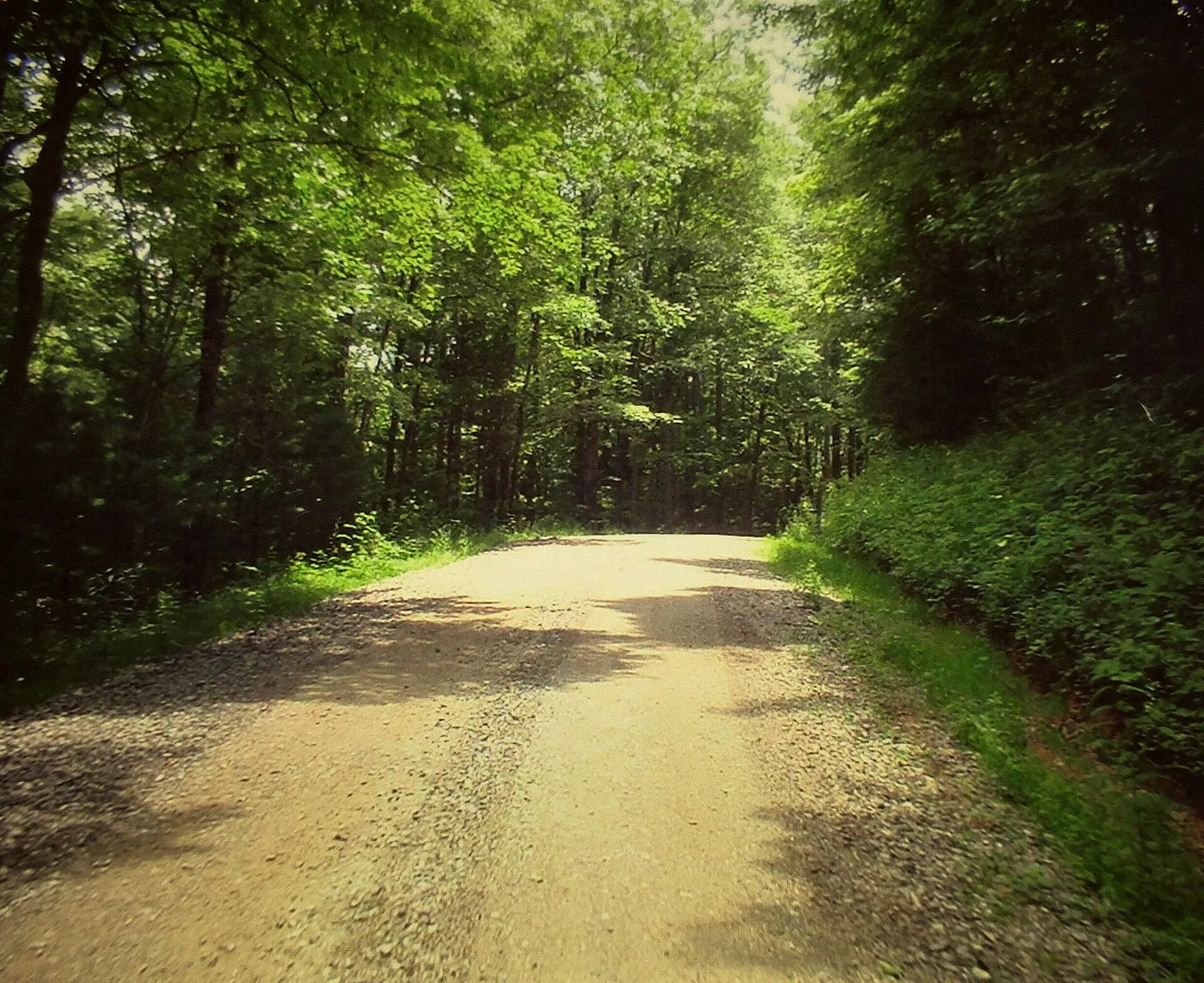 Erdei ösvény az Appalachian Trail egyik szakaszán